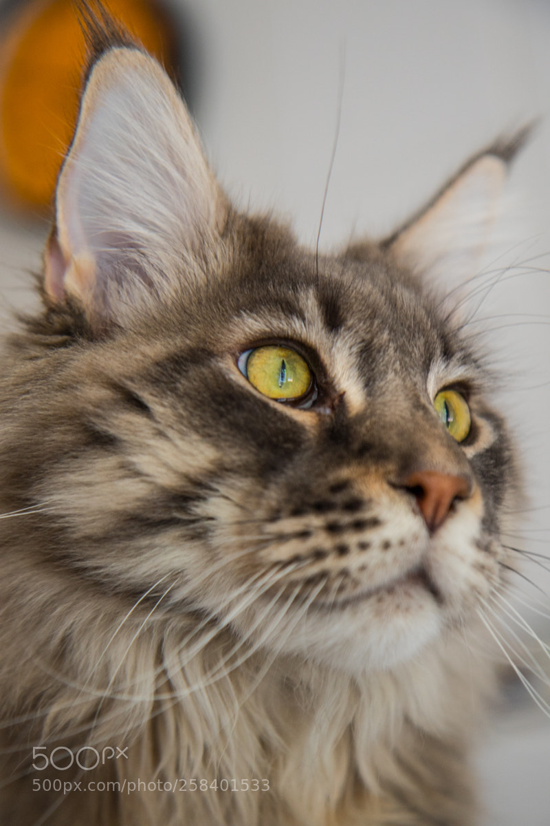 Canon EOS 7D Mark II sample photo. Nimrod er cumpleaos o photography