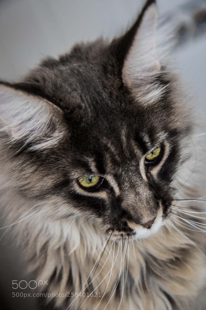 Canon EOS 7D Mark II sample photo. Nimrod er cumpleaos o photography