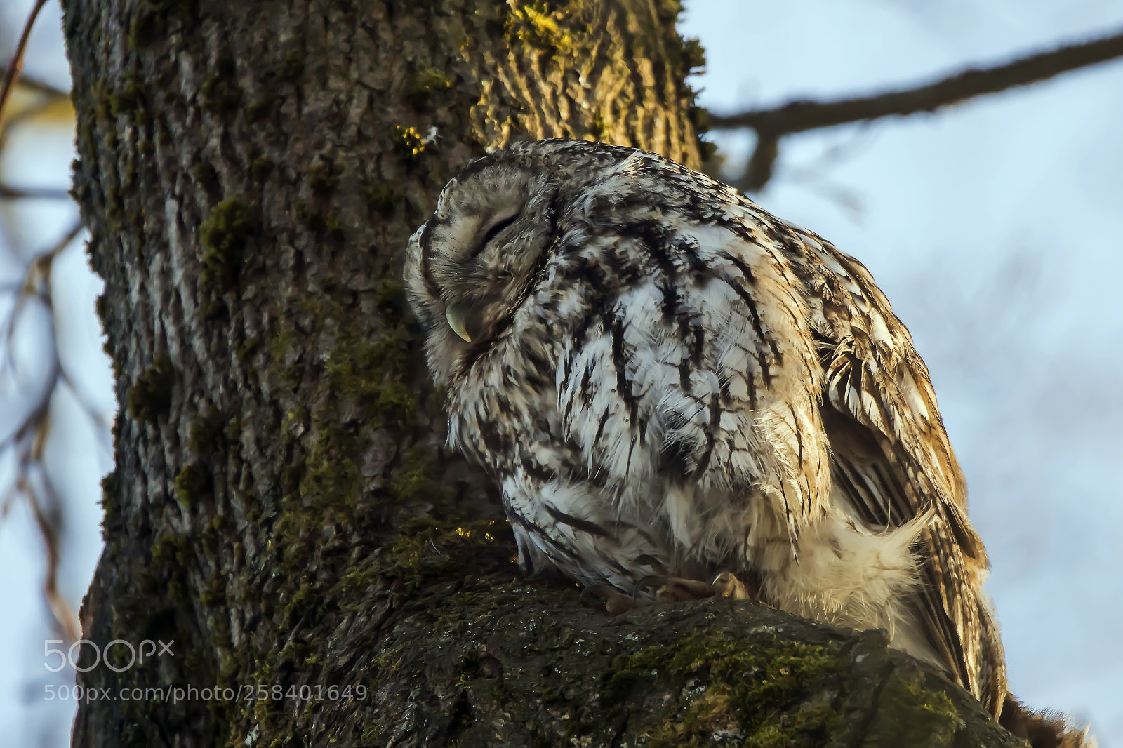 Sony ILCA-77M2 sample photo. Only a small nap... photography