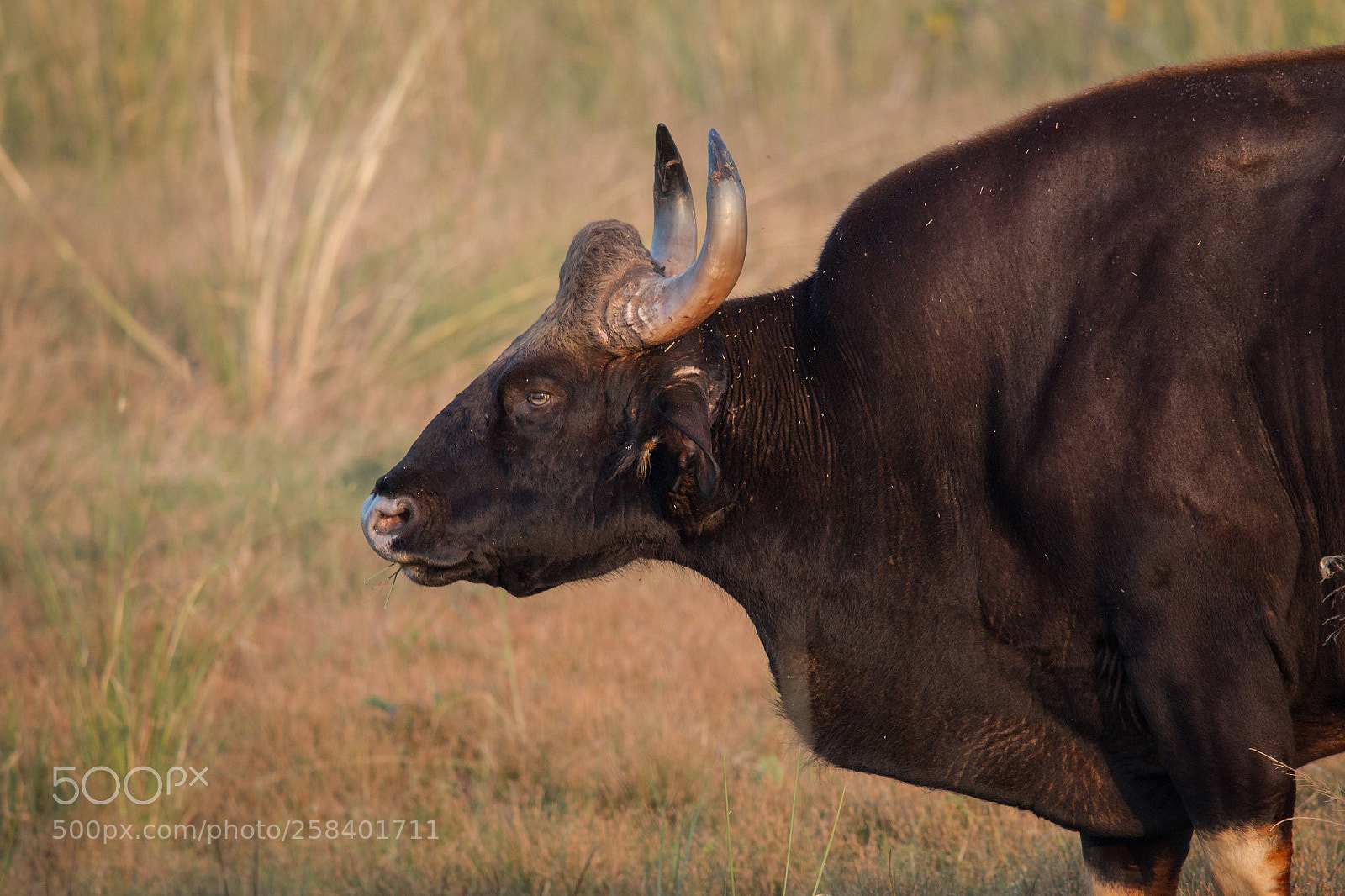 Canon EOS 70D sample photo. Indian bison (gaur) photography