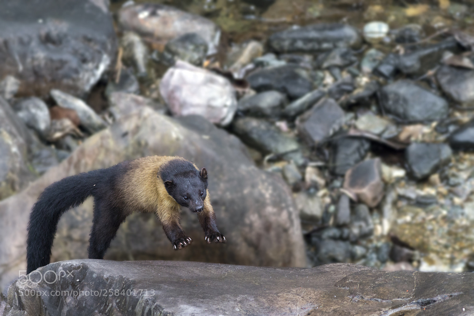 Canon EOS 70D sample photo. Yellow throated marten photography