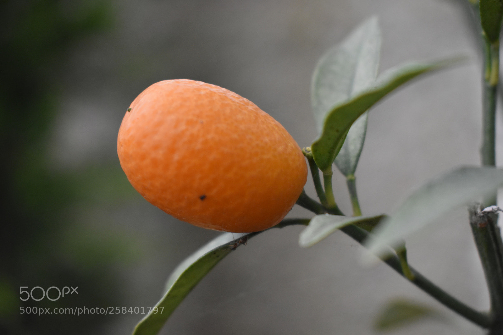 Nikon D3400 sample photo. Fruit photography