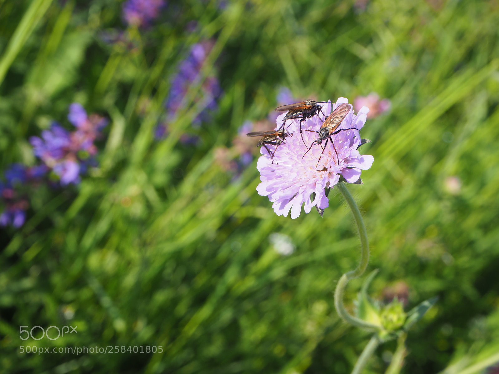 Olympus OM-D E-M10 II sample photo. Fliegen auf blume photography