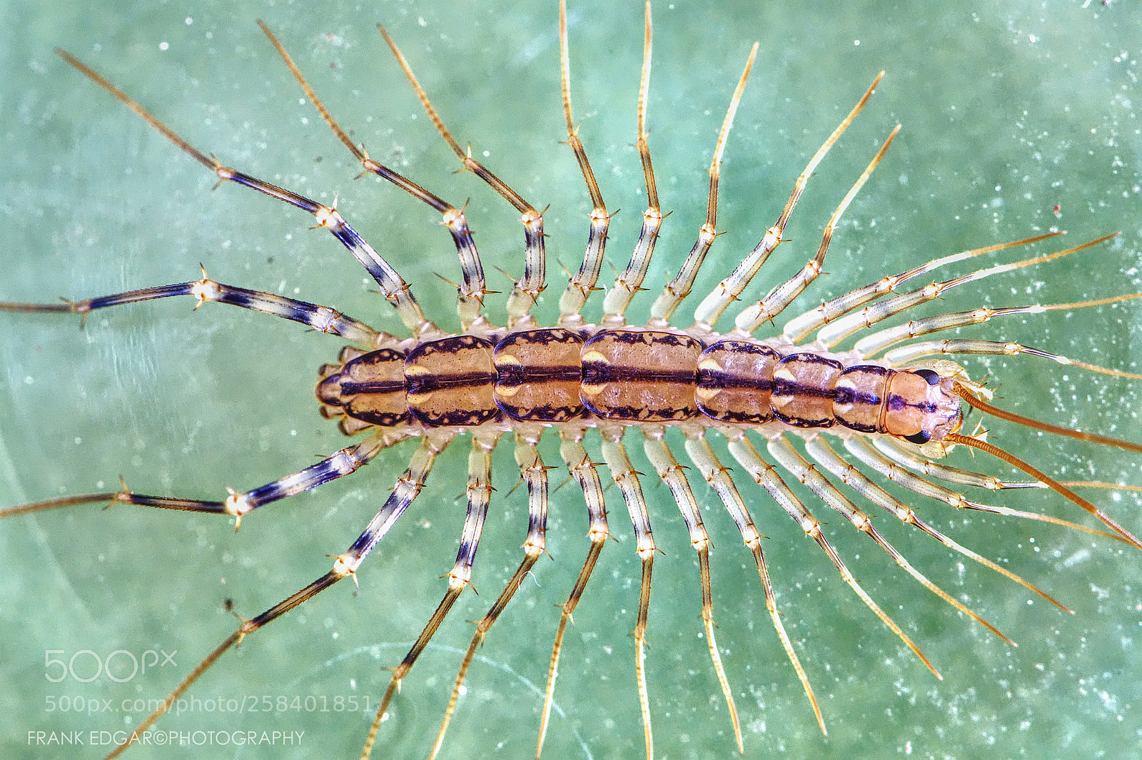 Nikon D500 sample photo. Hundertfüßer / centipede photography
