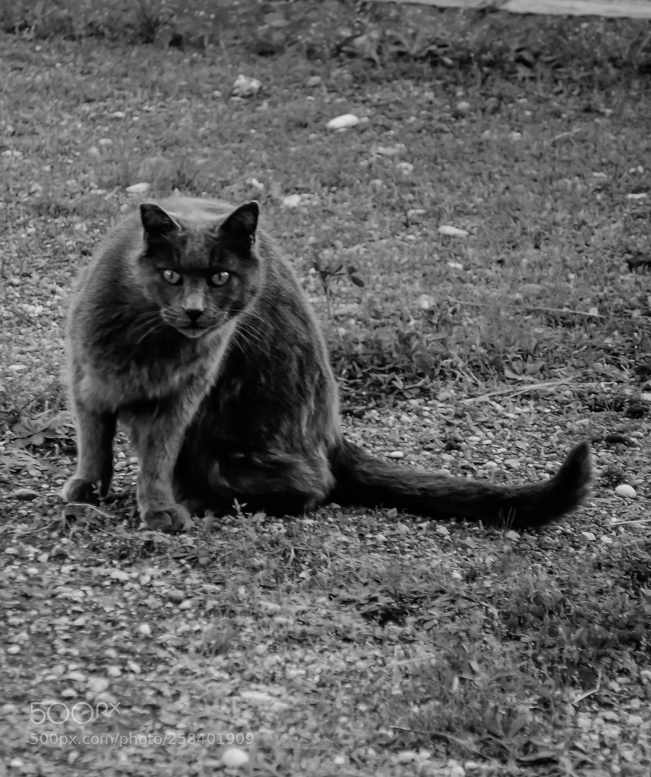 Nikon D90 sample photo. Roman cat photography