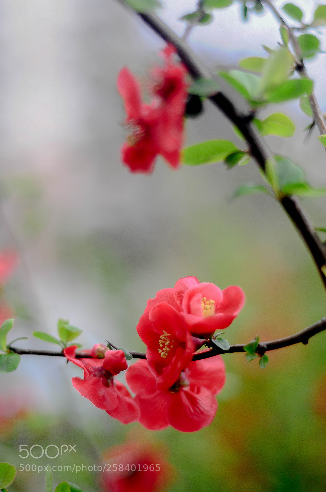 Nikon D90 sample photo. Red spring photography