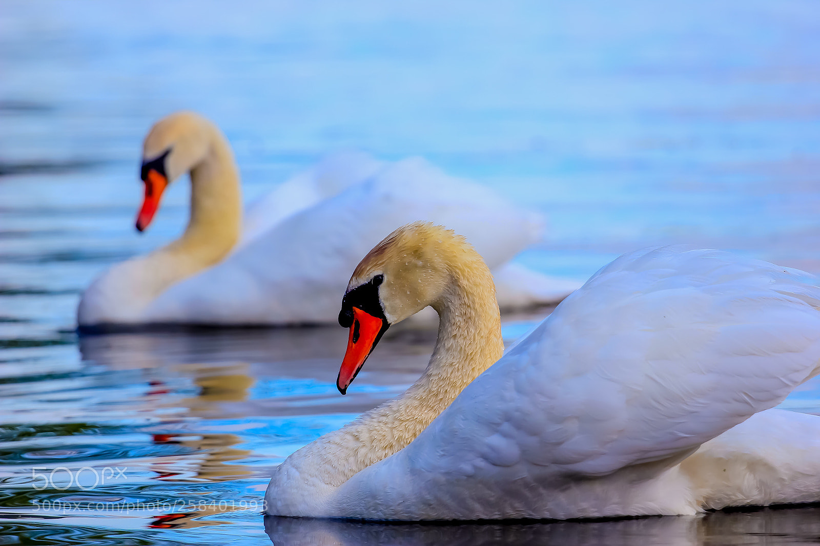 Canon EOS 550D (EOS Rebel T2i / EOS Kiss X4) sample photo. Swans photography