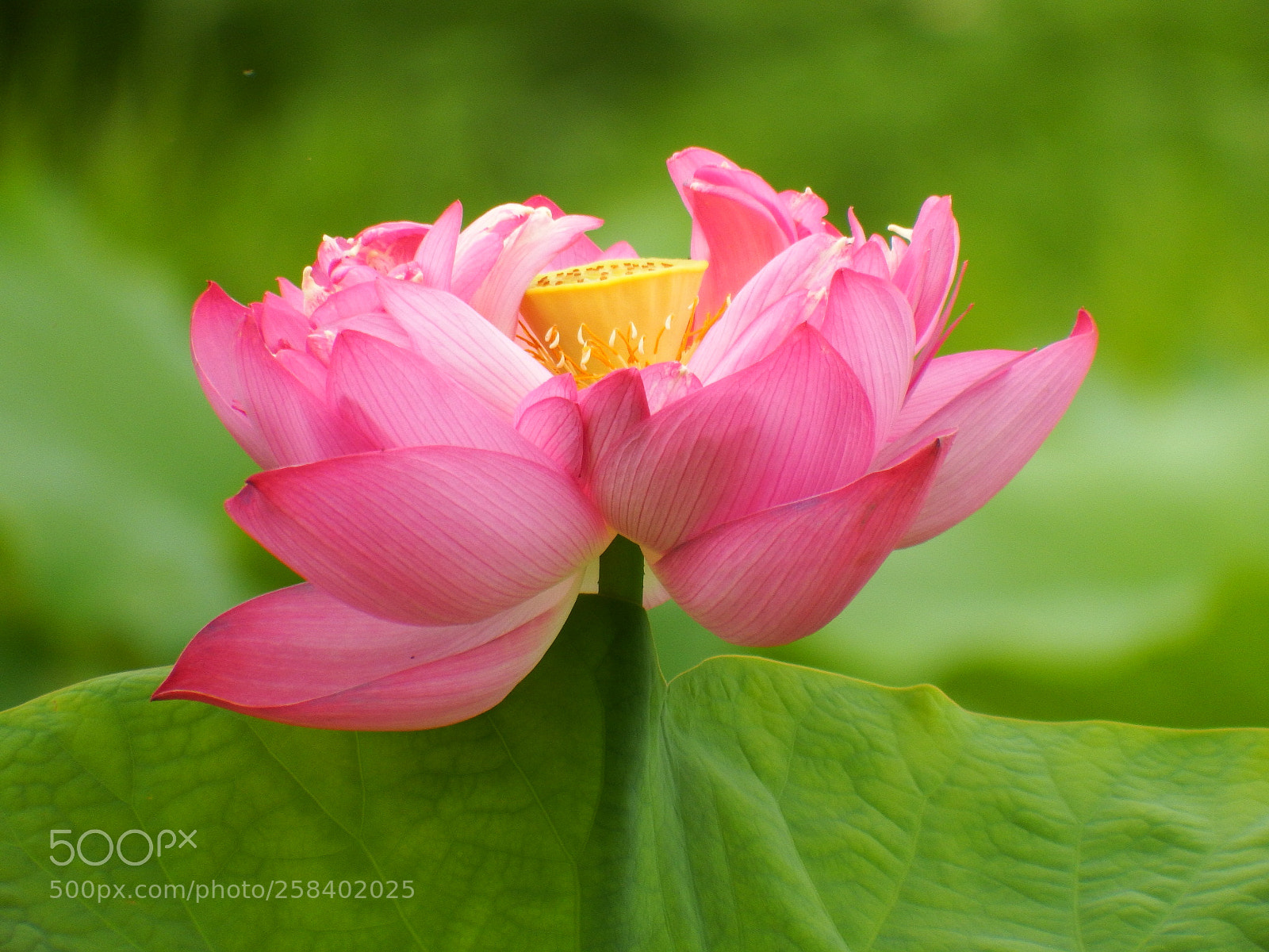 Fujifilm FinePix S1 sample photo. Untitled photography