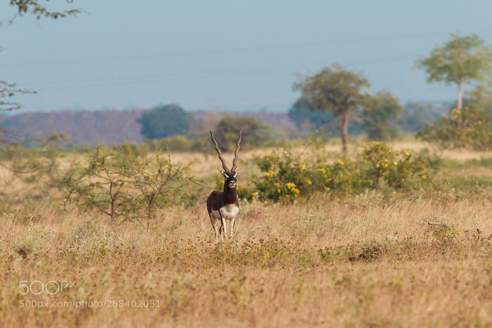 Canon EOS 70D sample photo. Blackbuck (indian antelope) photography