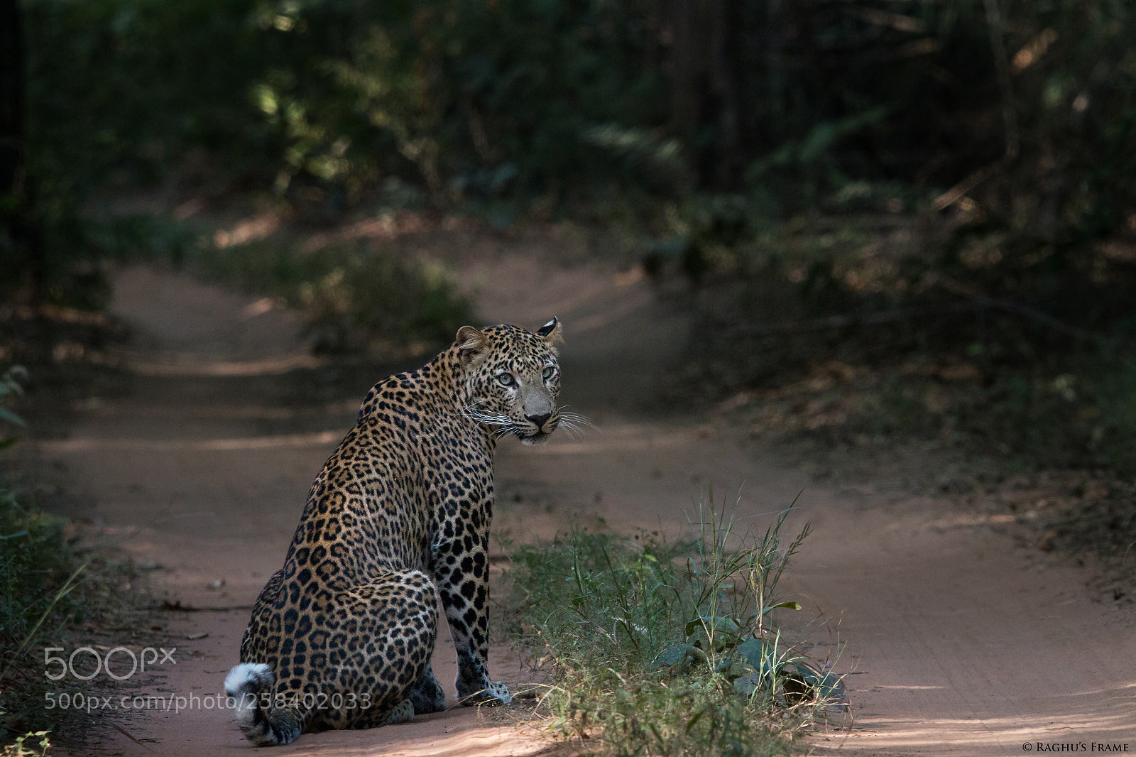 Canon EOS 70D sample photo. Indian leopard photography