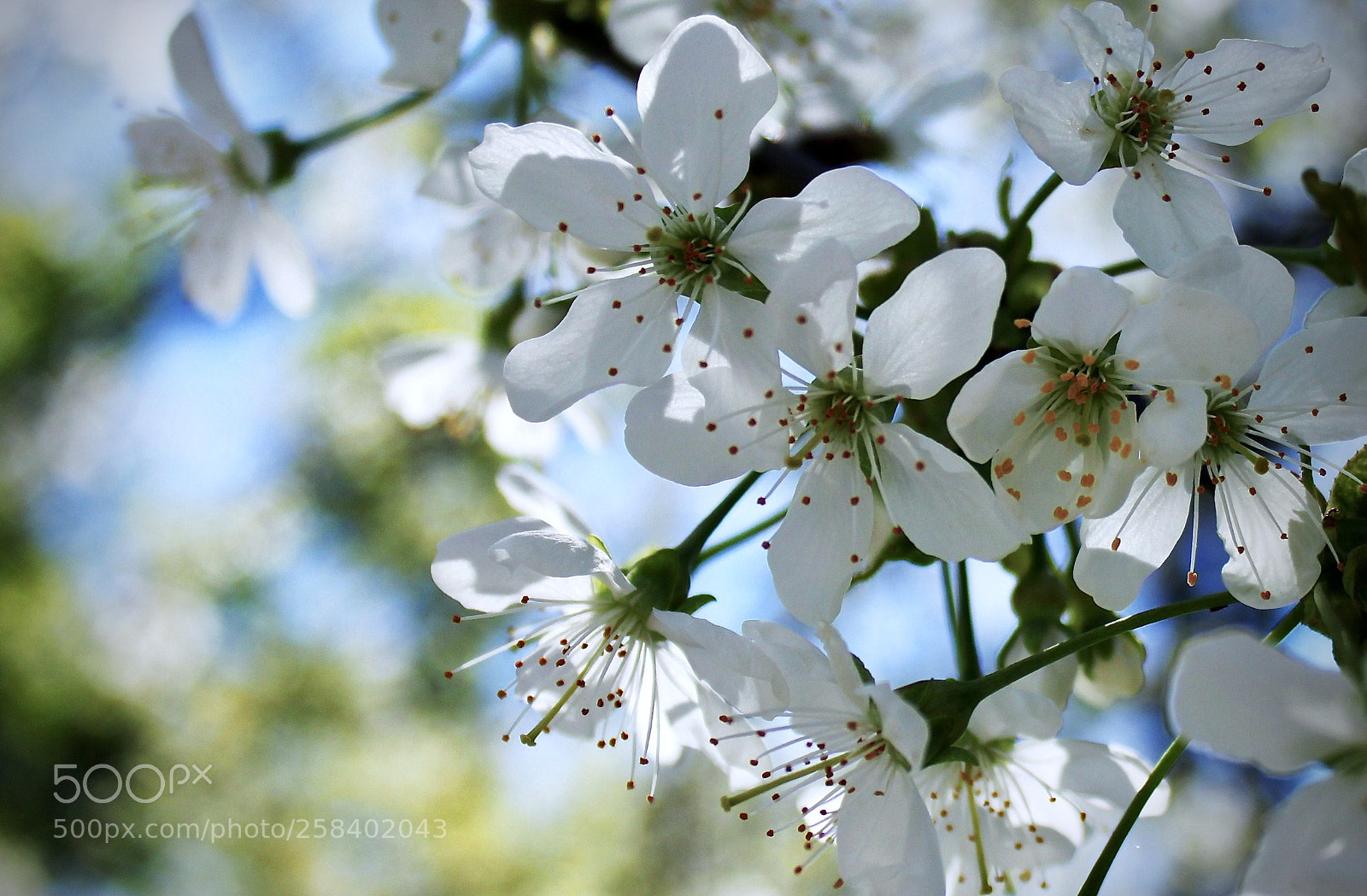 Canon EOS 500D (EOS Rebel T1i / EOS Kiss X3) sample photo. Fragile photography