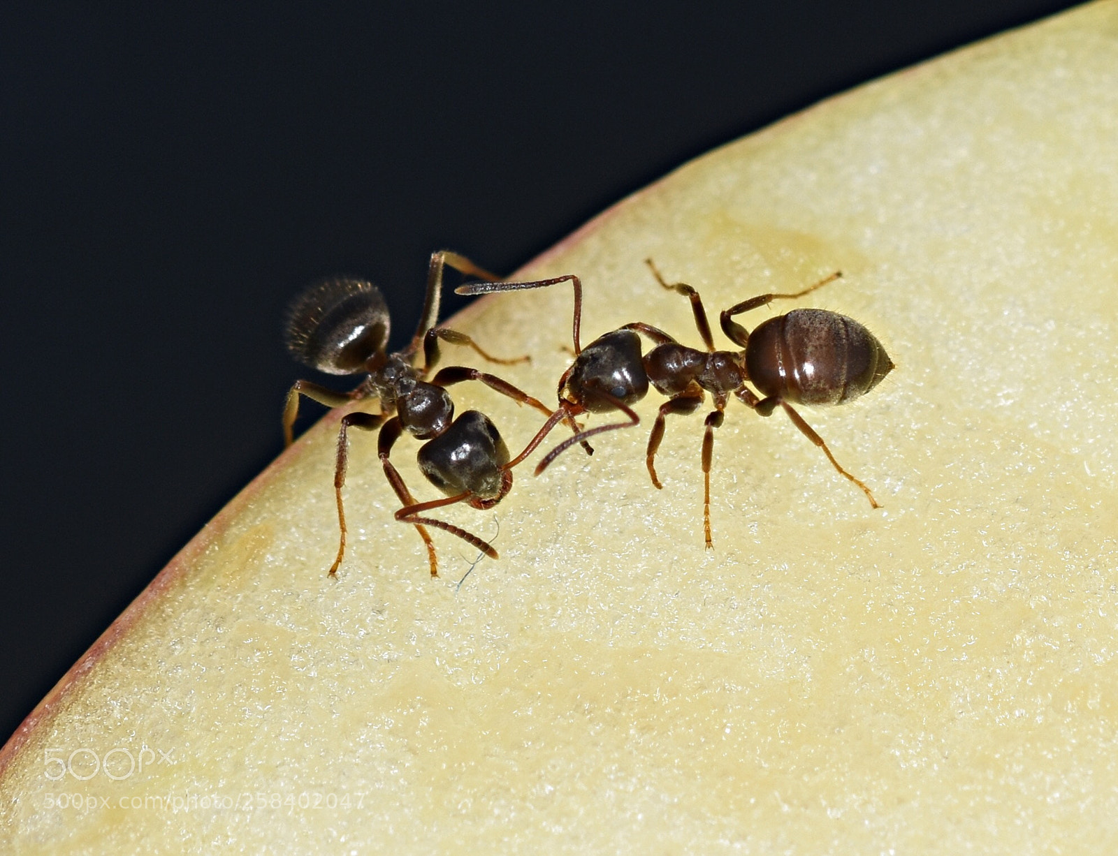 Nikon D7200 sample photo. Ants on an apple photography