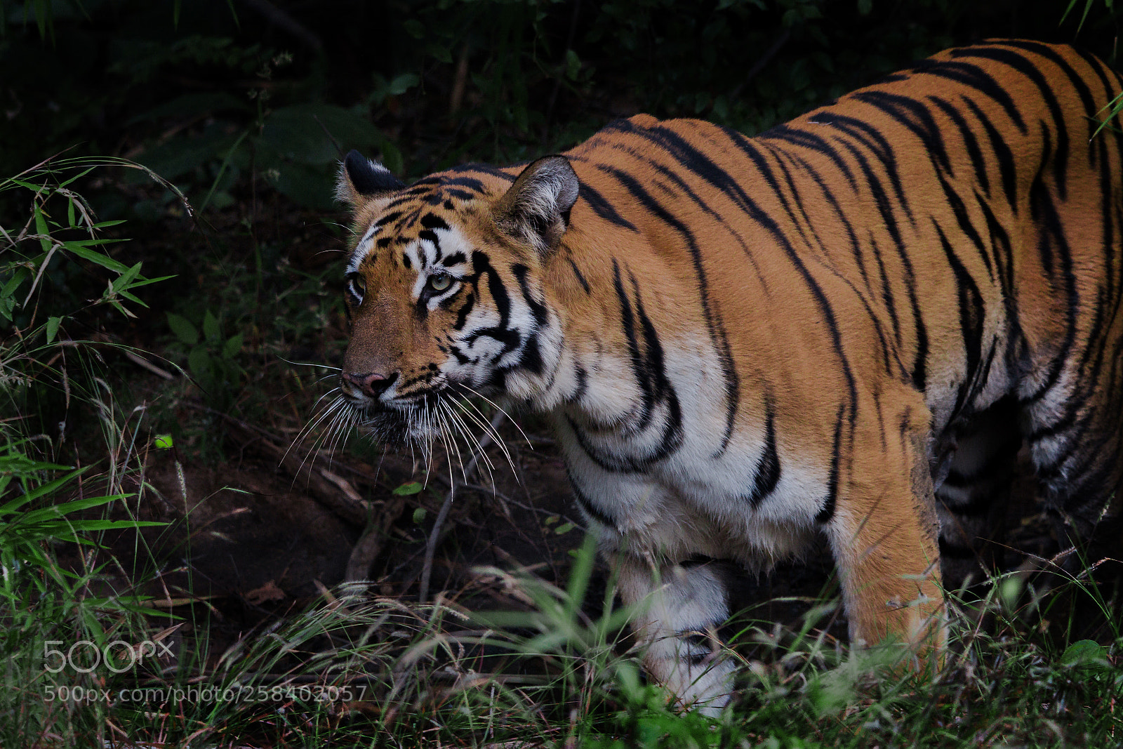 Canon EOS 70D sample photo. Royal bengal tiger photography