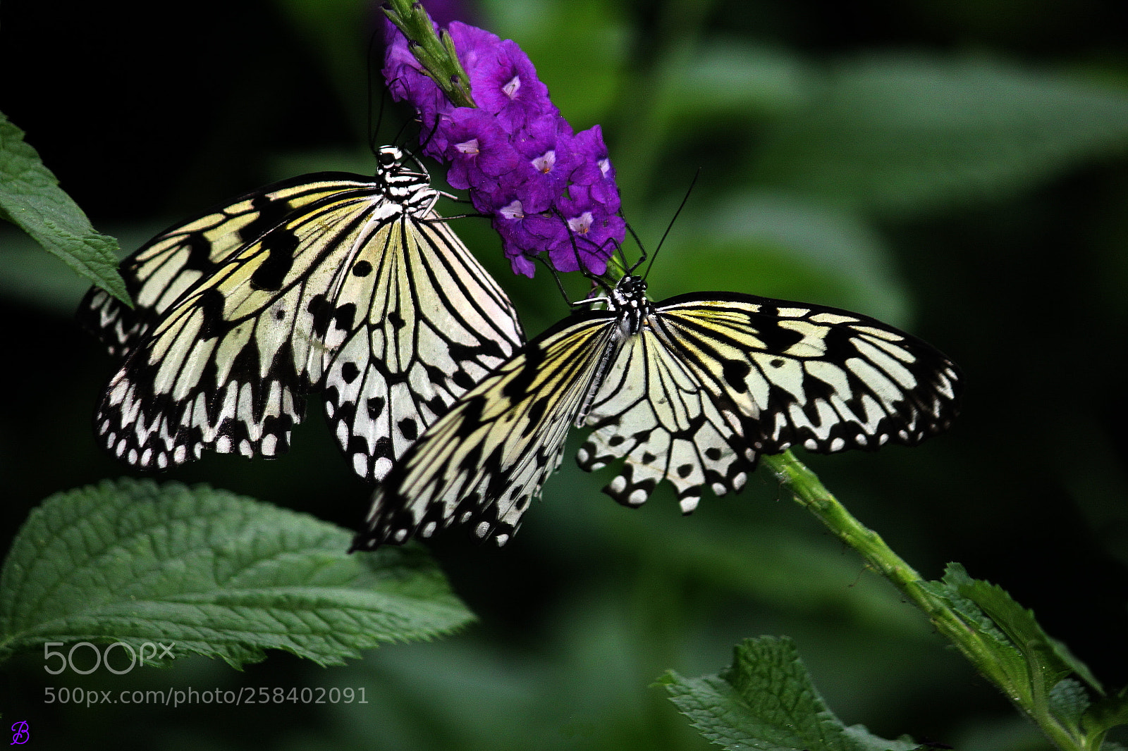 Canon EOS 550D (EOS Rebel T2i / EOS Kiss X4) sample photo. "butterflies are free" photography