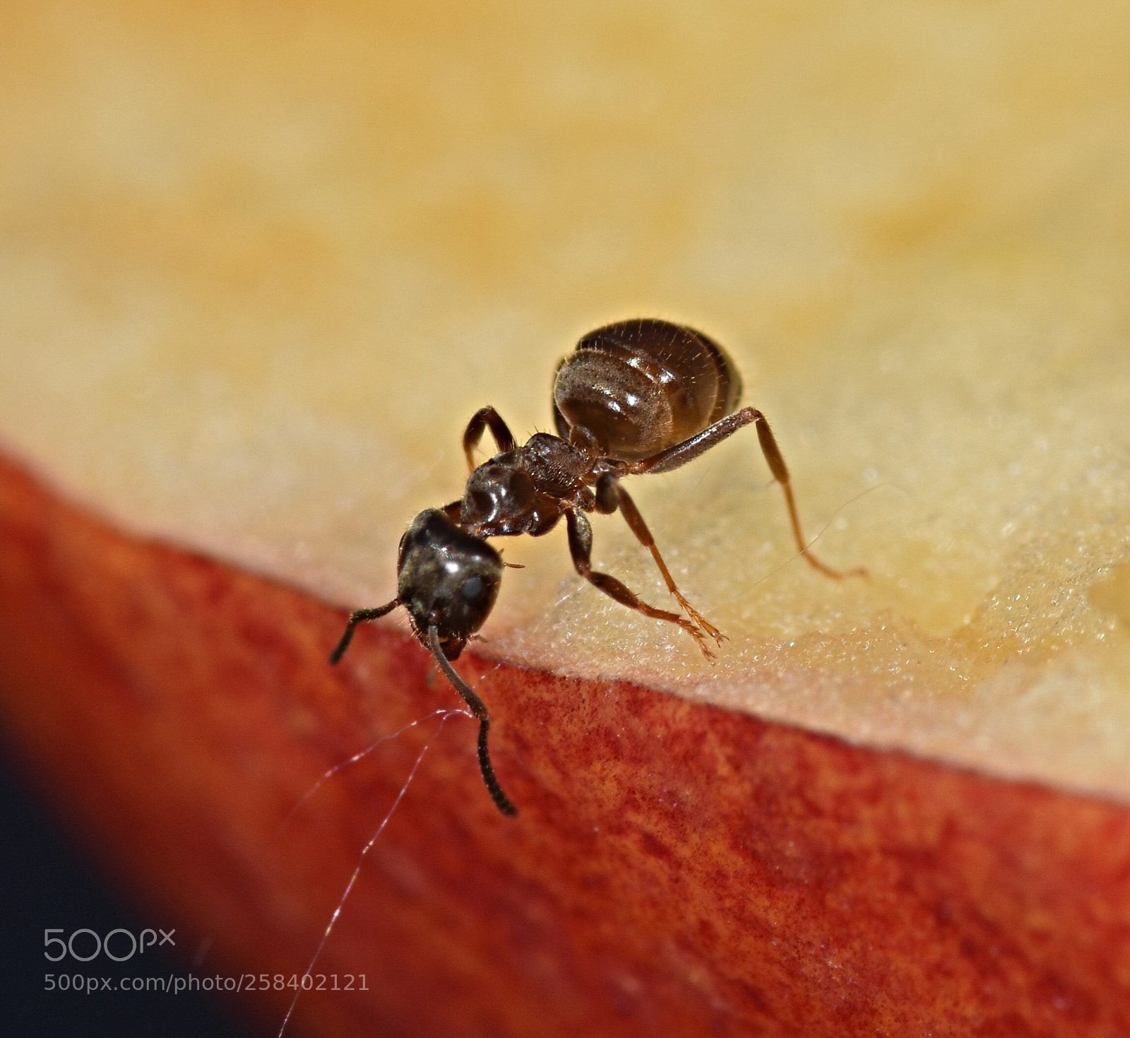 Nikon D7200 sample photo. Ant on an apple photography