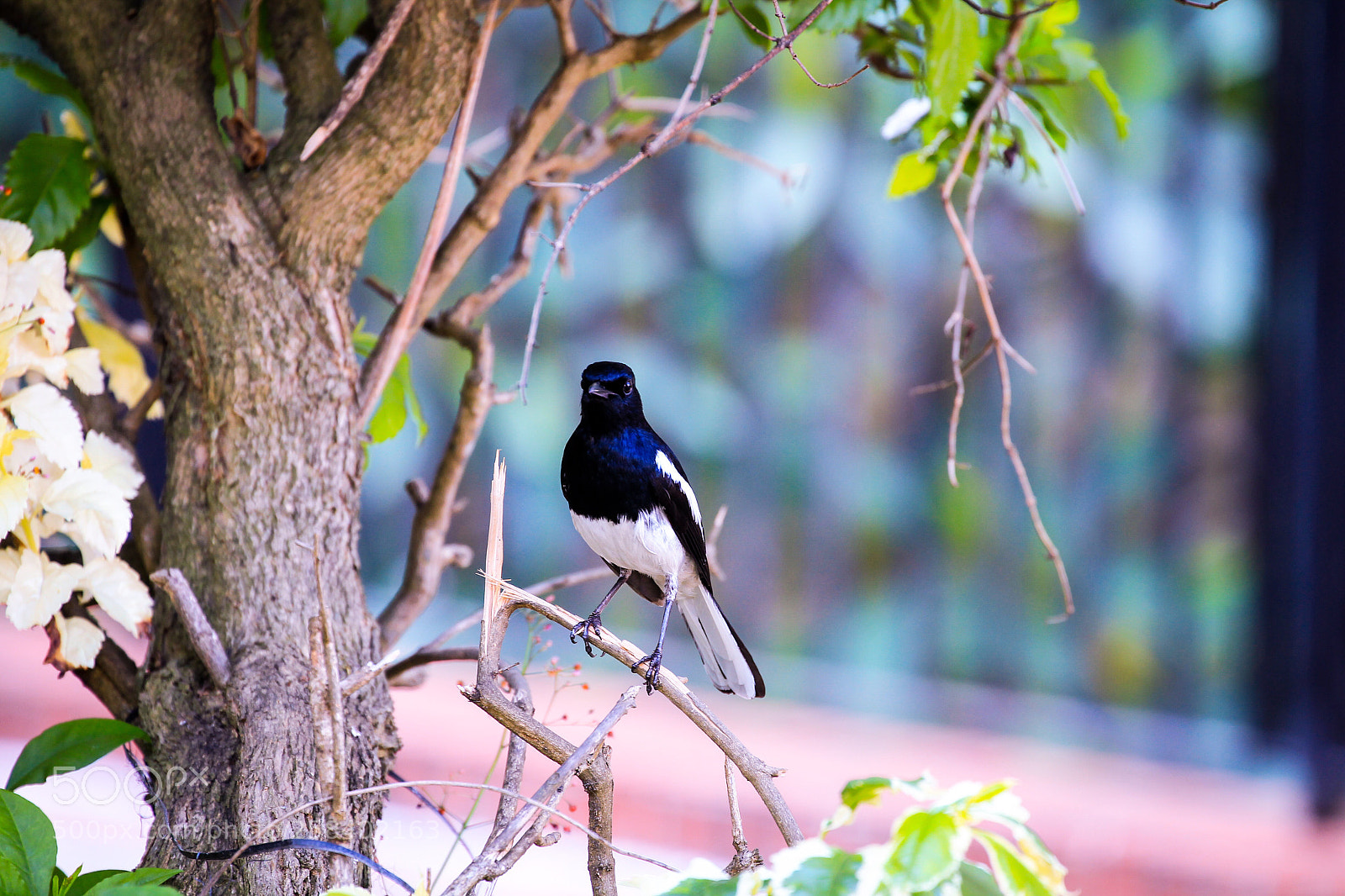 Canon EOS-1D Mark IV sample photo. Untitled photography