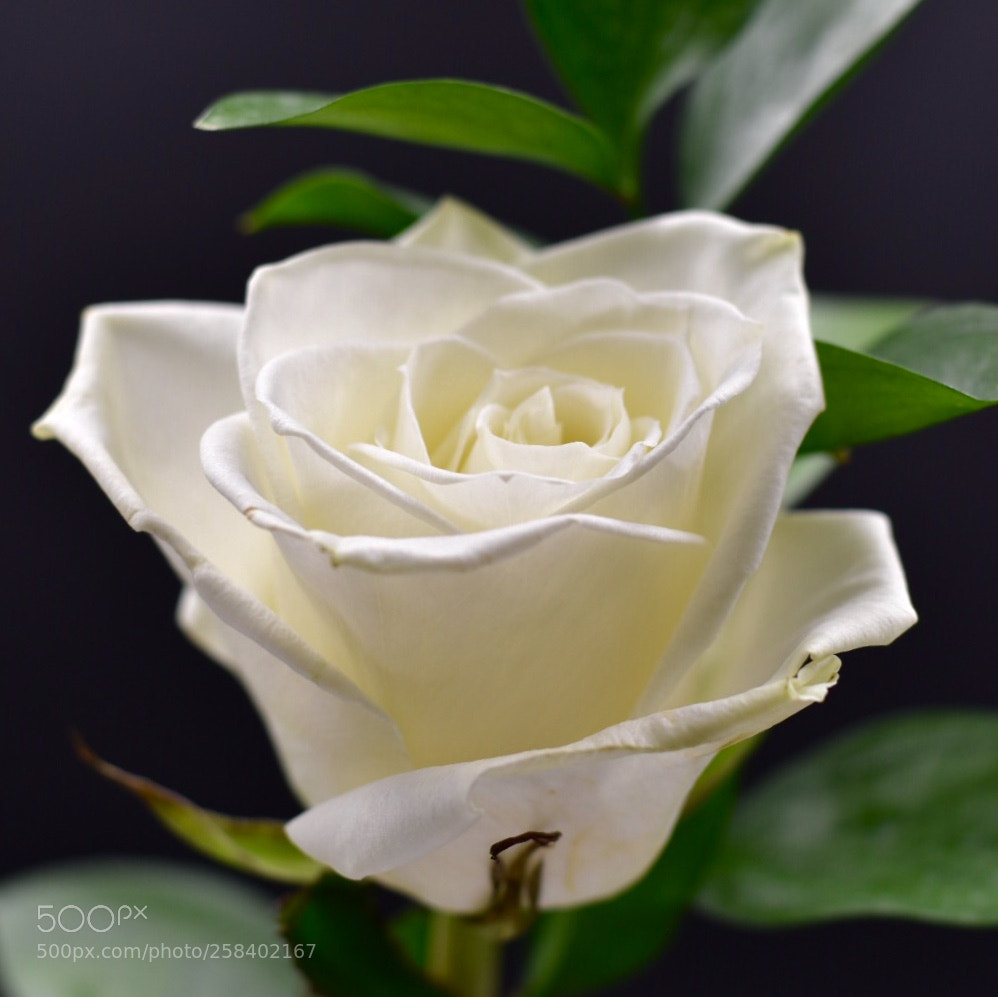 Nikon D5500 sample photo. Rose in a lightbox photography