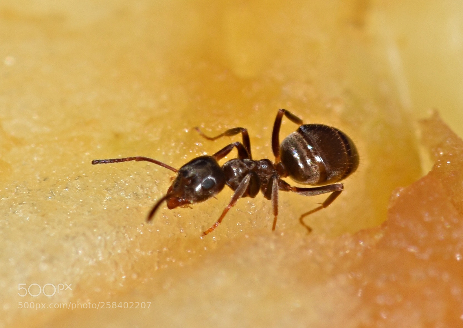 Nikon D7200 sample photo. Ant on an apple photography