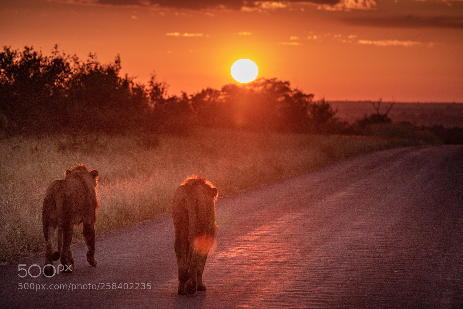 Nikon D750 sample photo. African (lion) sunrise photography