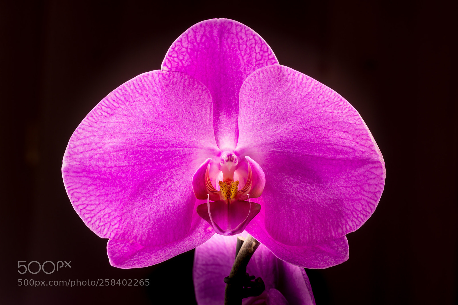 Nikon D7200 sample photo. Pink orchid photography