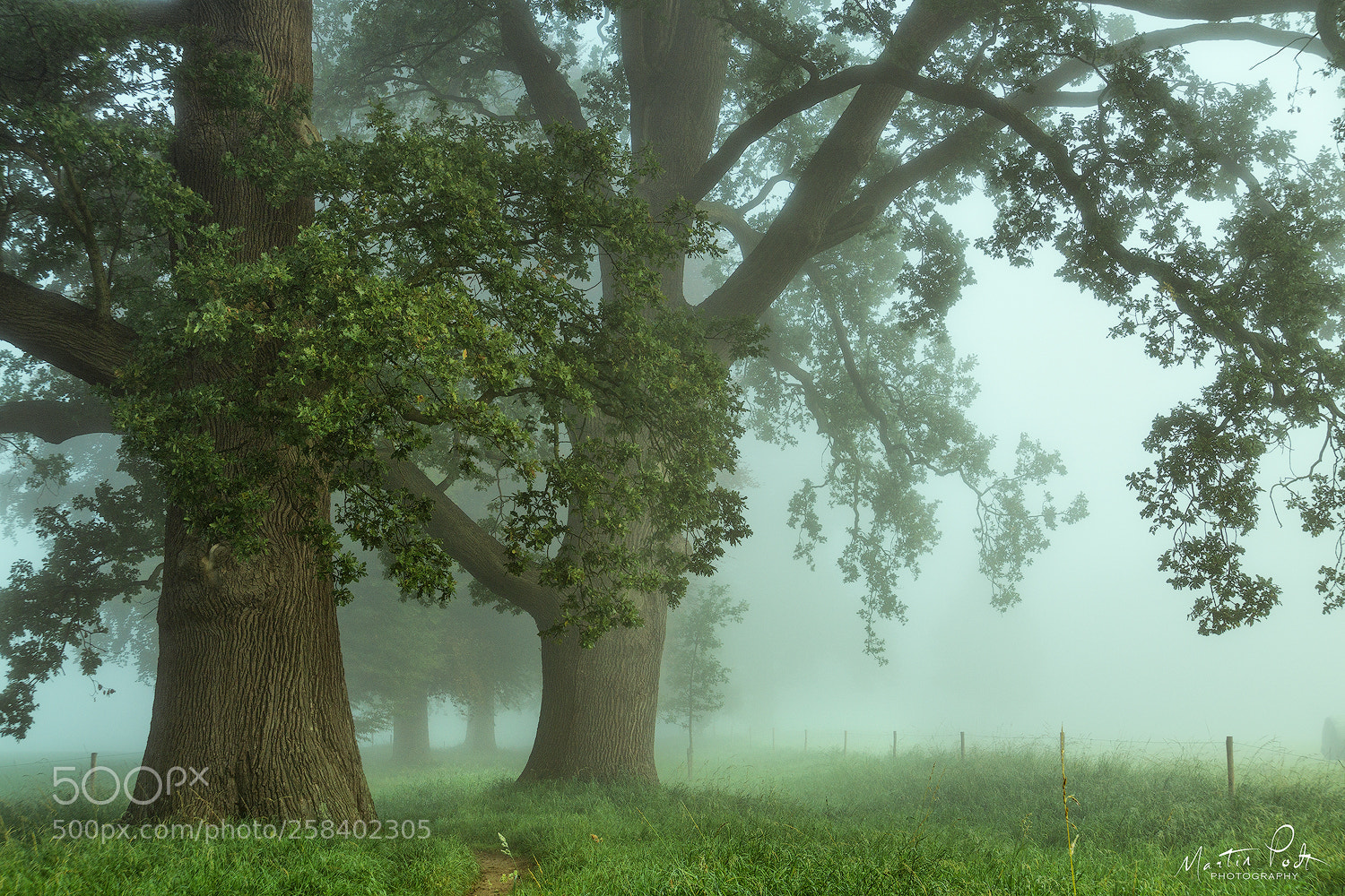 Sony a5100 sample photo. On a misty morning... photography