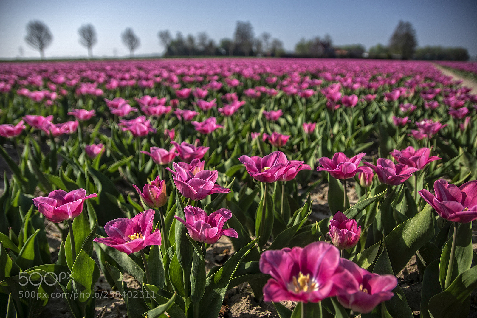 Sony ILCA-77M2 sample photo. Tulips tulips everywhere tulips photography