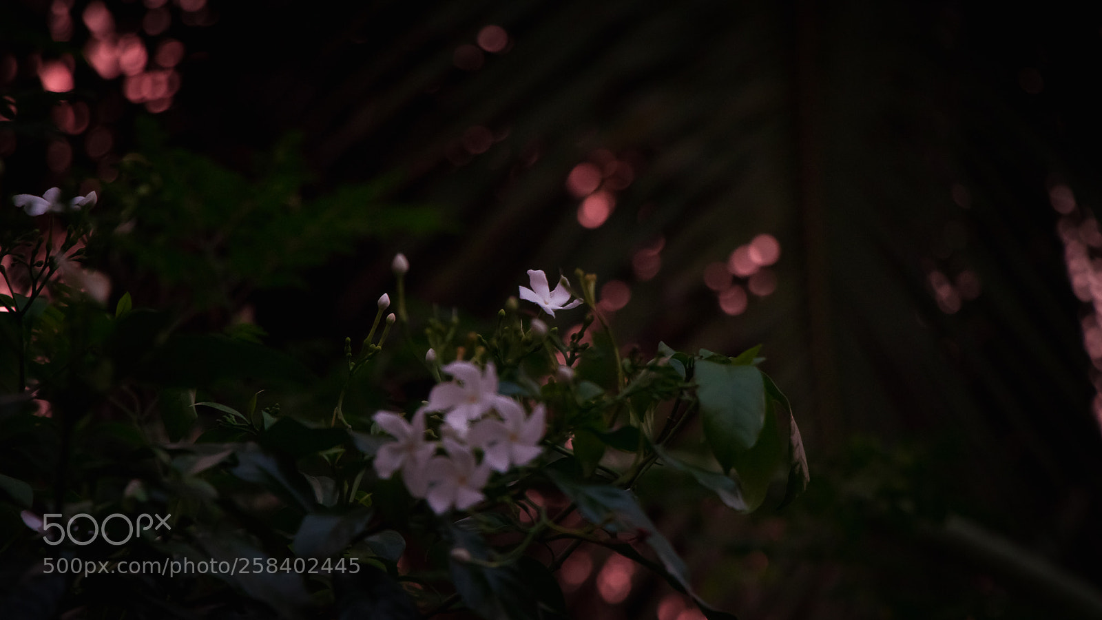 Canon EOS 80D sample photo. Img photography