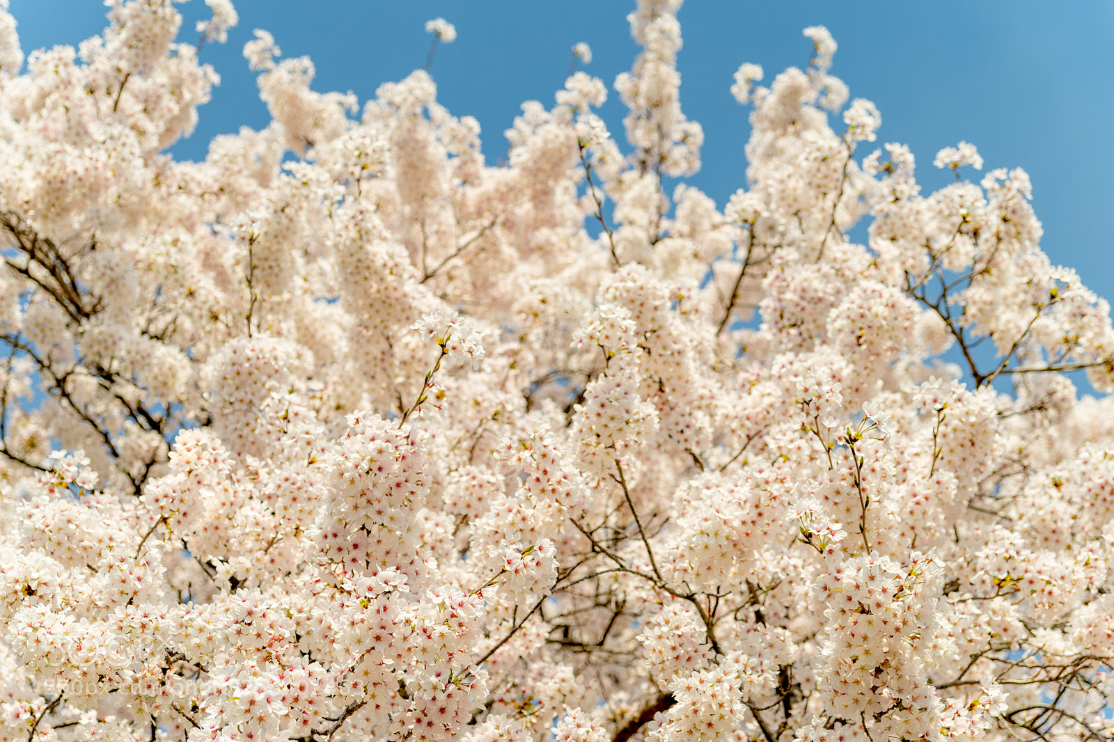 Sony a7 II sample photo. ふわふわした桜 (fluffy cherry blossoms) photography