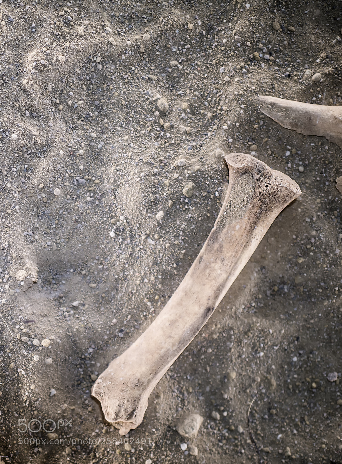 Panasonic Lumix DMC-GH3 sample photo. Bone photography
