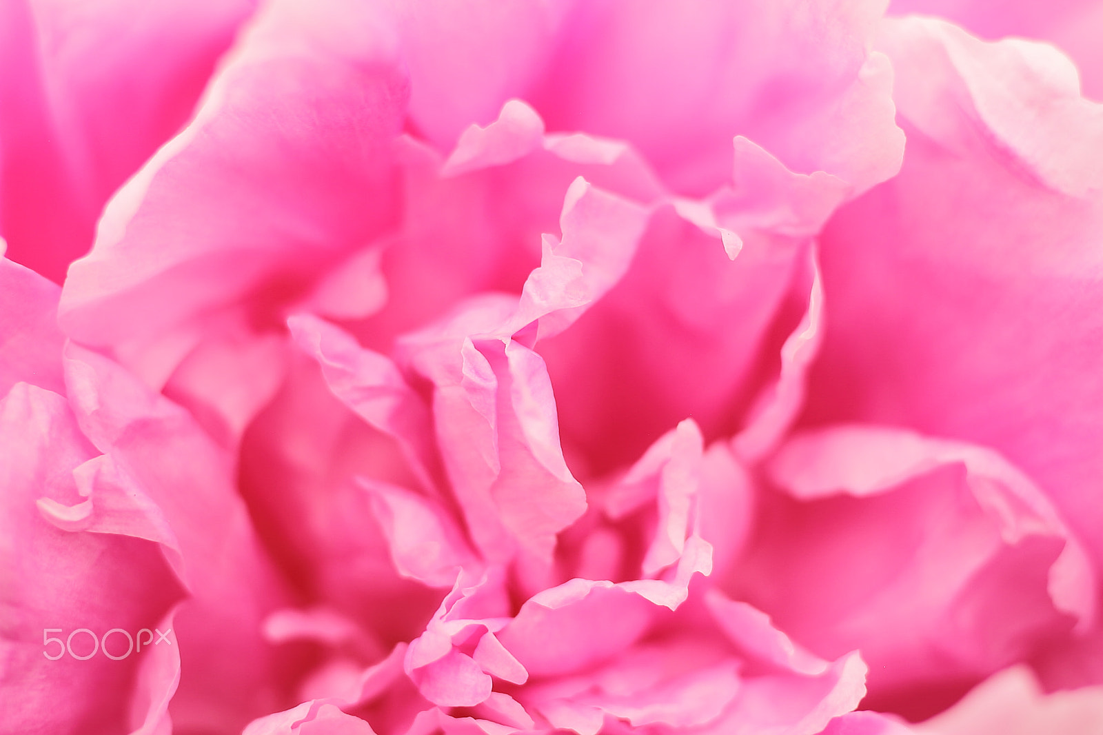 Canon EOS 7D + Canon EF 50mm F1.8 II sample photo. Pink rhododendron photography