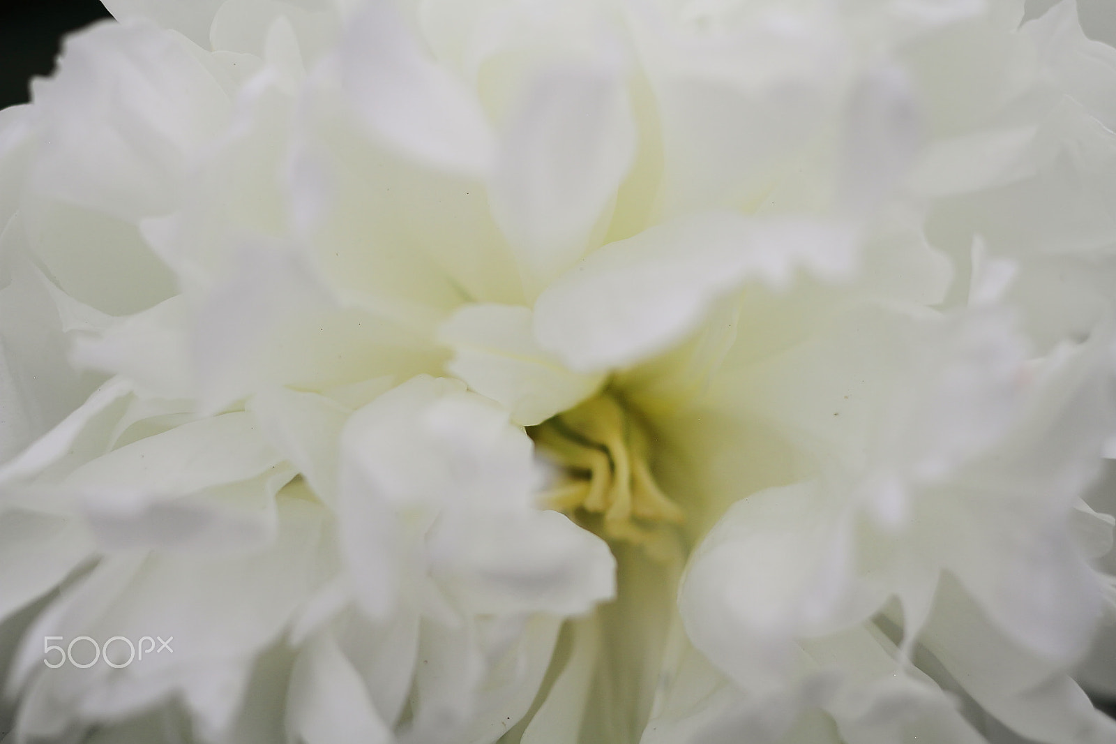 Canon EOS 7D + Canon EF 50mm F1.8 II sample photo. White rhododendron photography