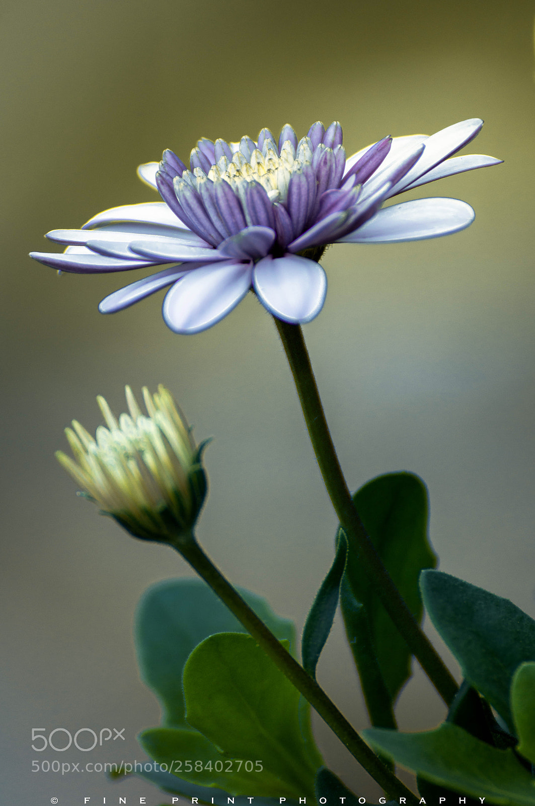 Nikon D3200 sample photo. Open and ready for photography