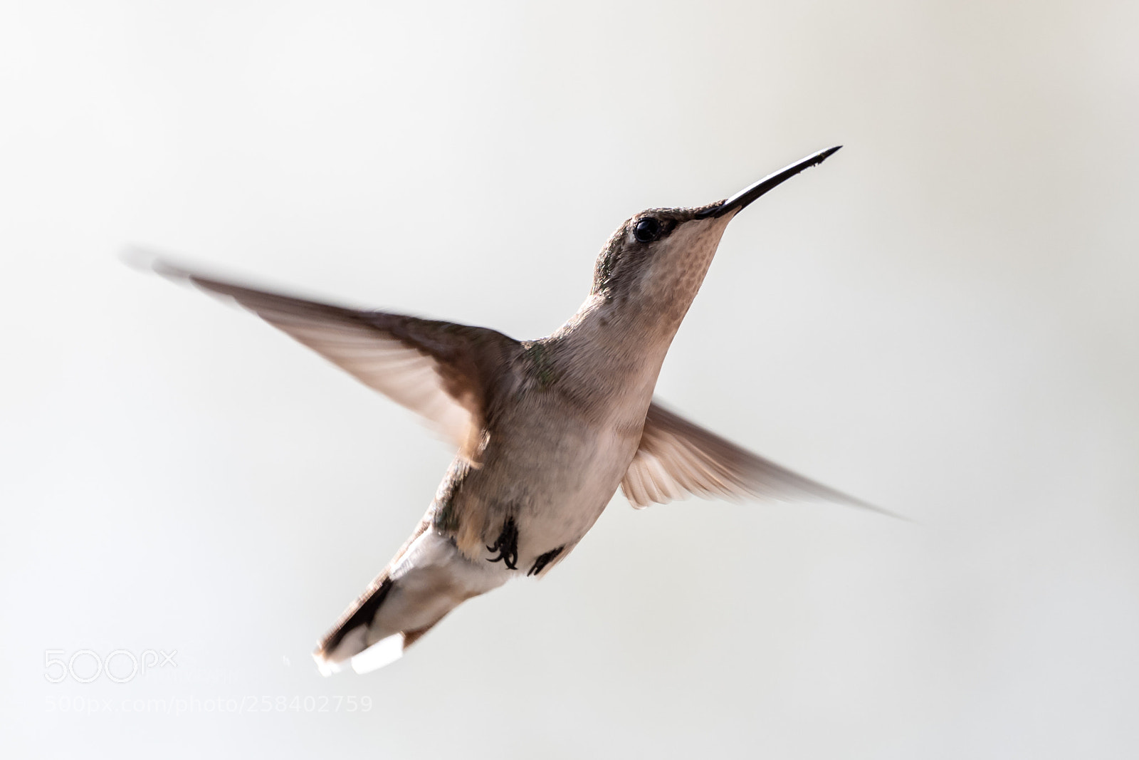 Nikon D500 sample photo. Hummingbird photography