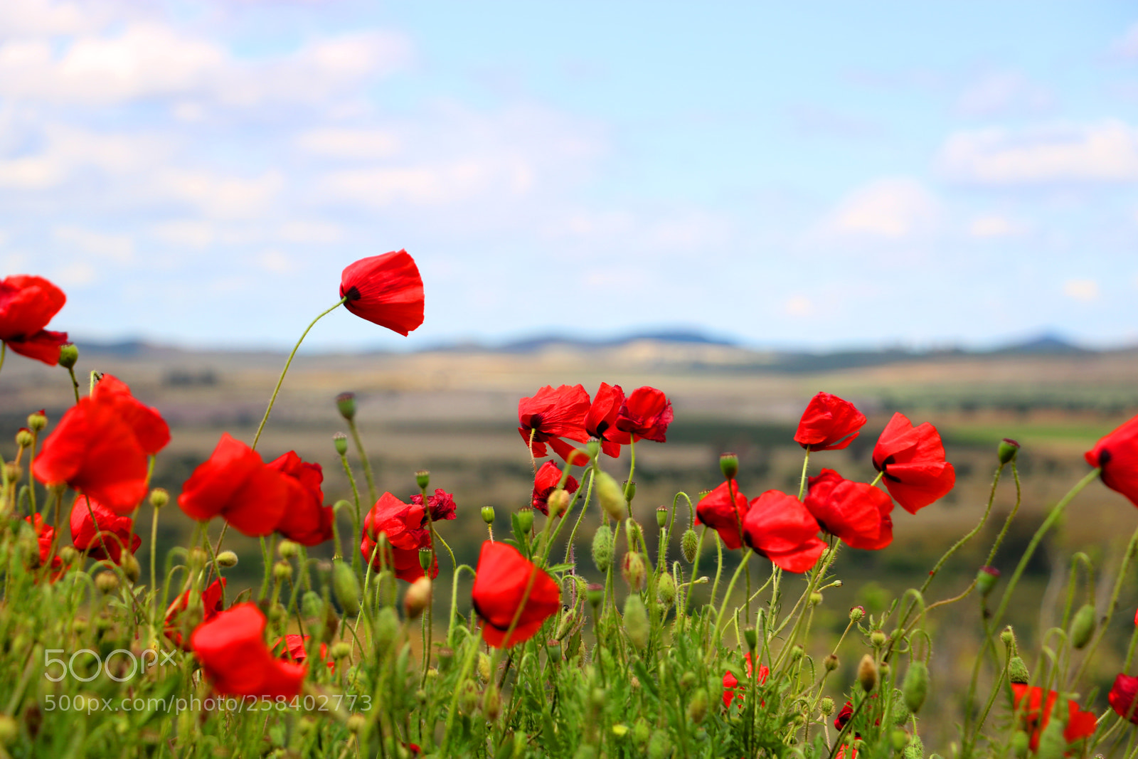 Canon EOS 760D (EOS Rebel T6s / EOS 8000D) sample photo. Poppies in the wind photography