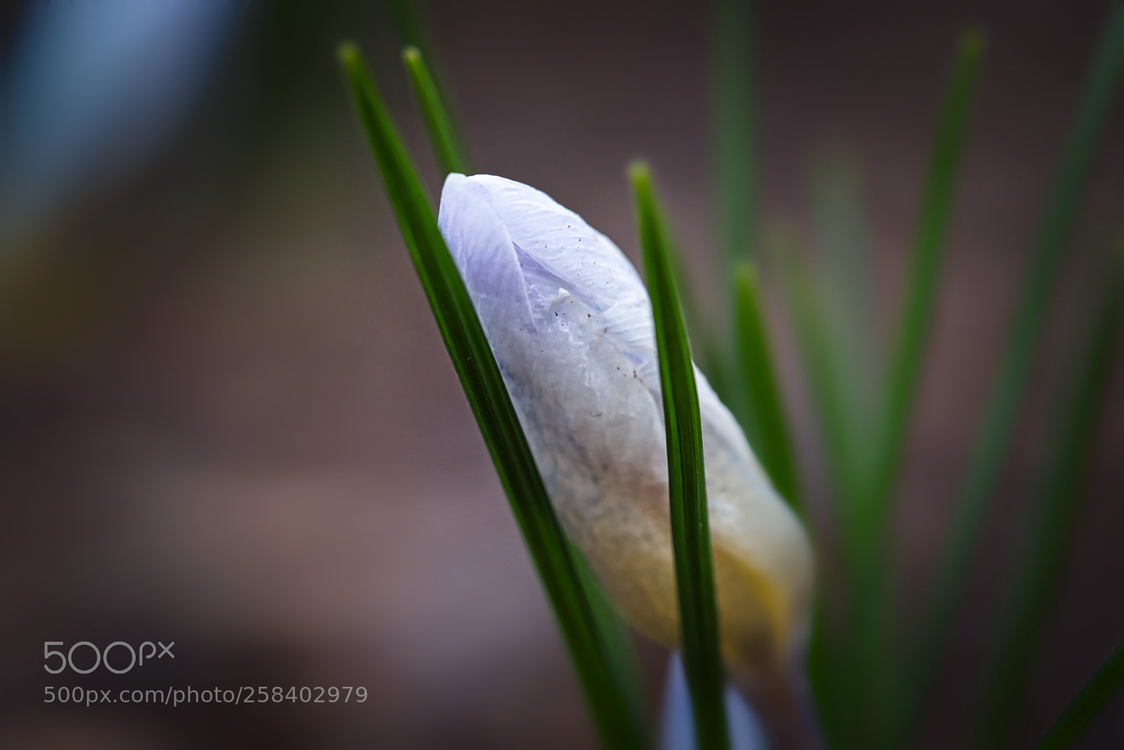 Nikon D750 sample photo. Spring photography