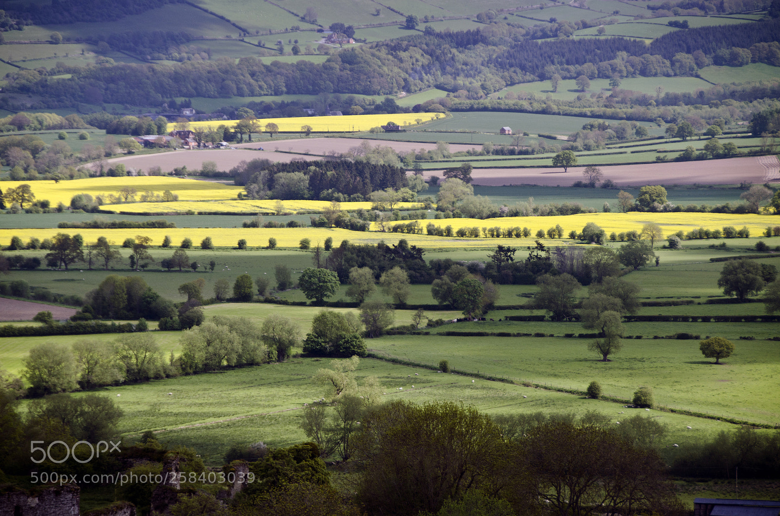 Nikon D7000 sample photo. Spring patchwork... photography