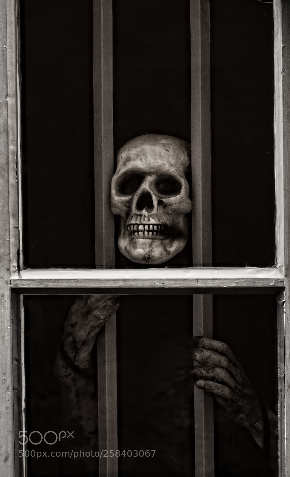 Nikon D5000 sample photo. Skull photography