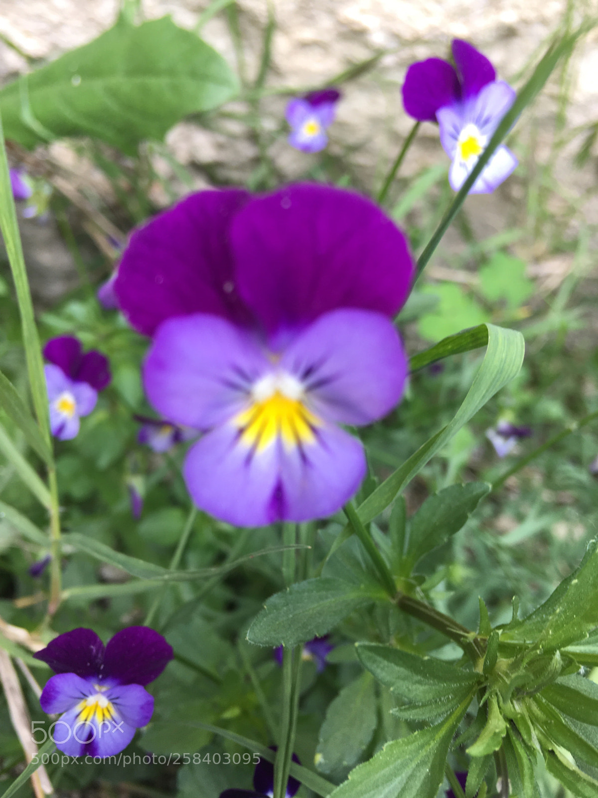 Apple iPhone SE sample photo. Untitled photography