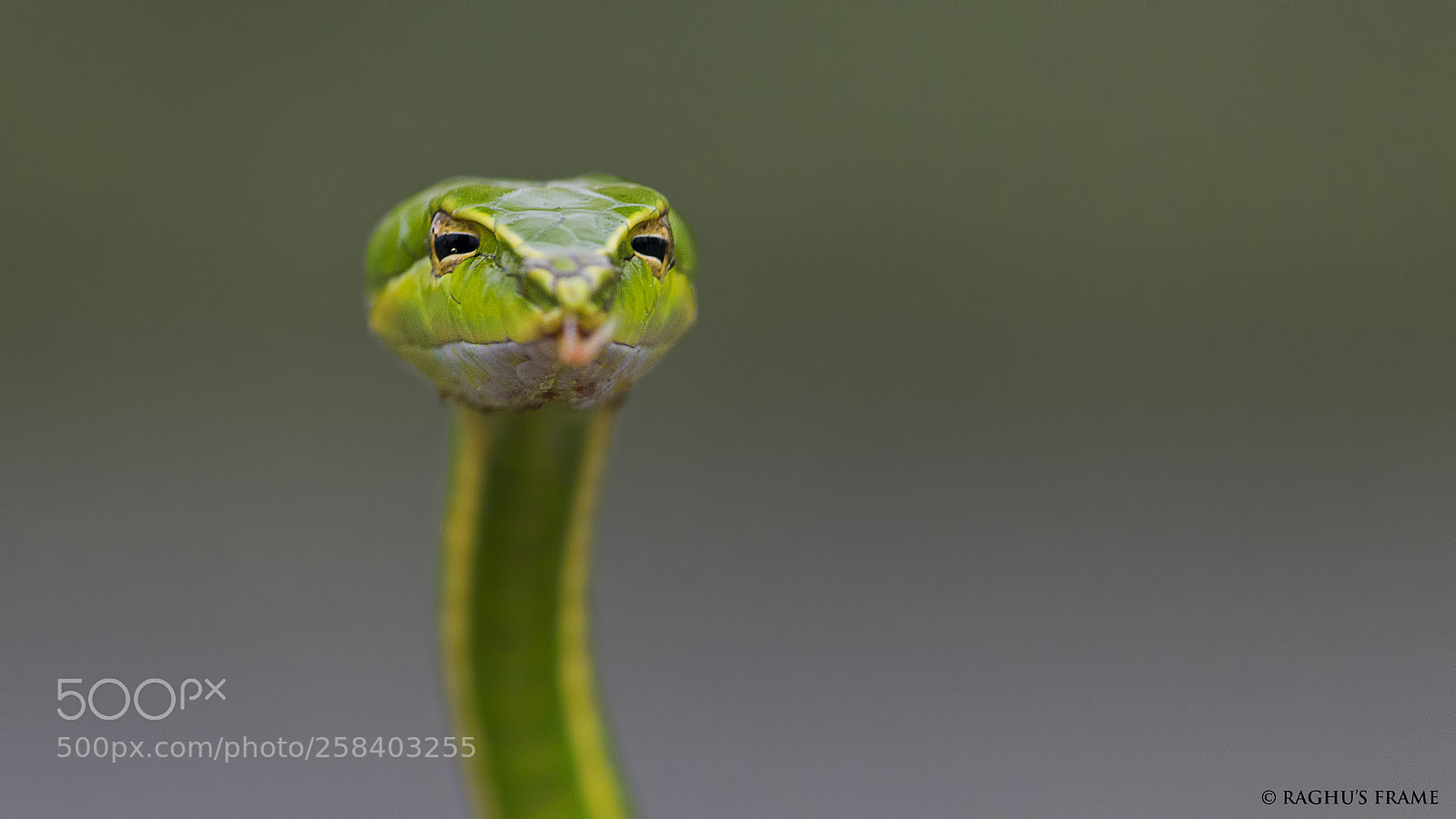 Canon EOS 70D sample photo. Green vine snake photography