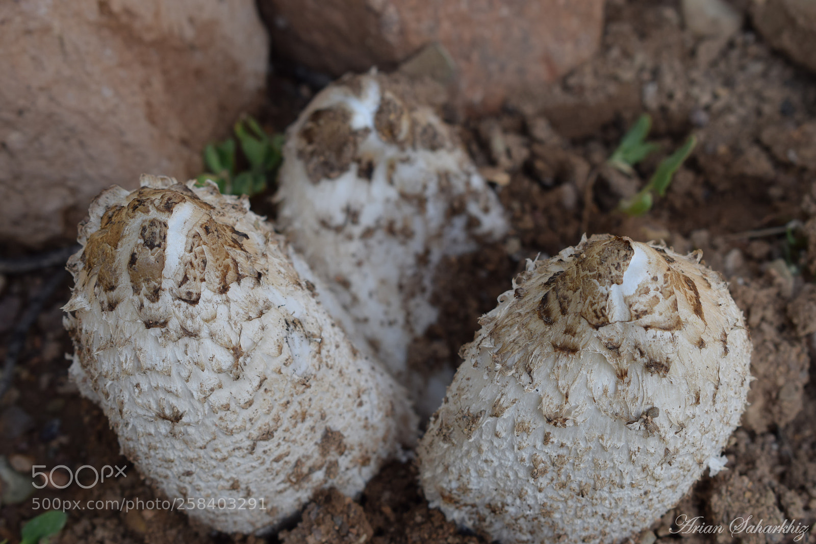 Nikon D5300 sample photo. Big natural mushroom photography