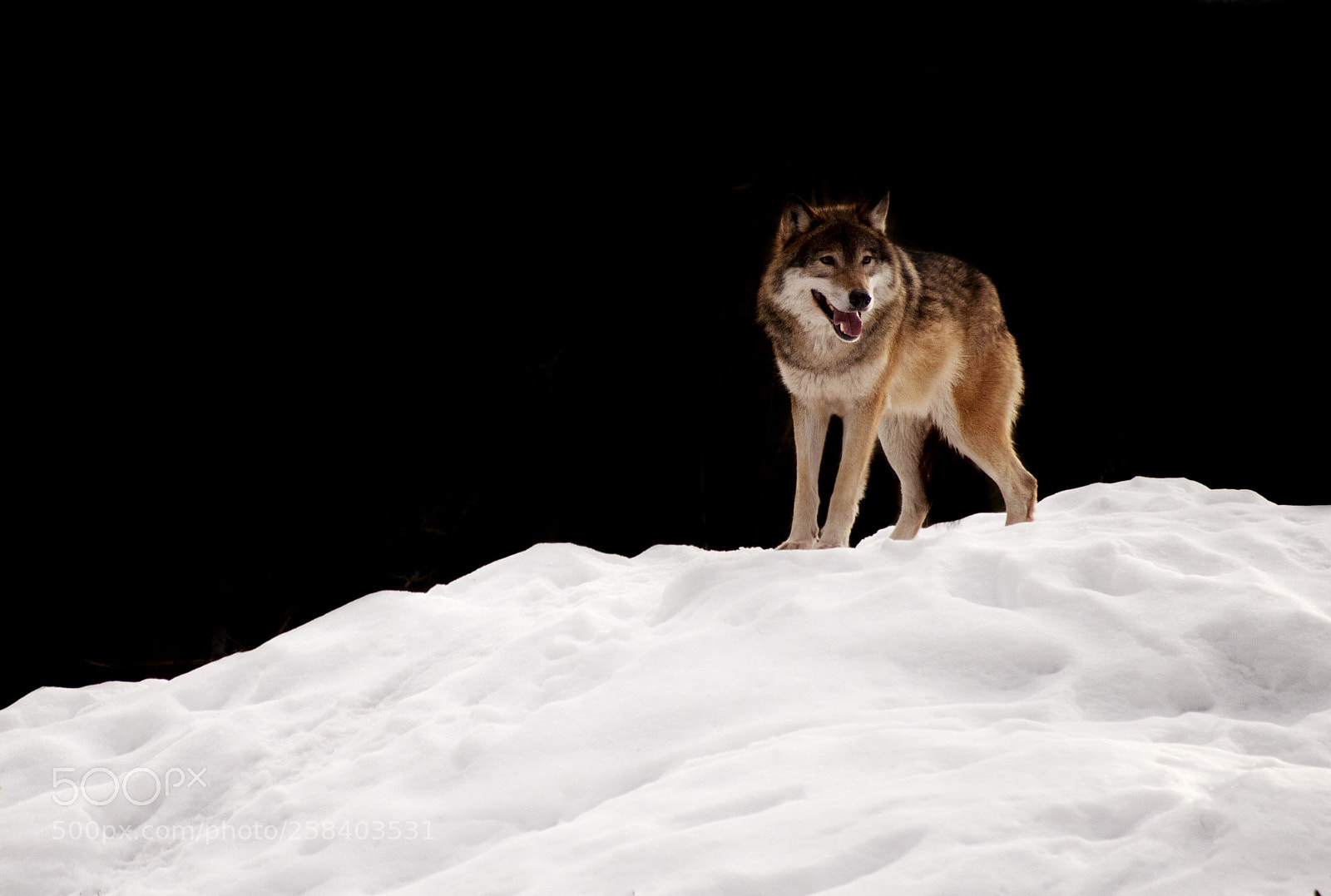 Nikon D5000 sample photo. Wolf photography