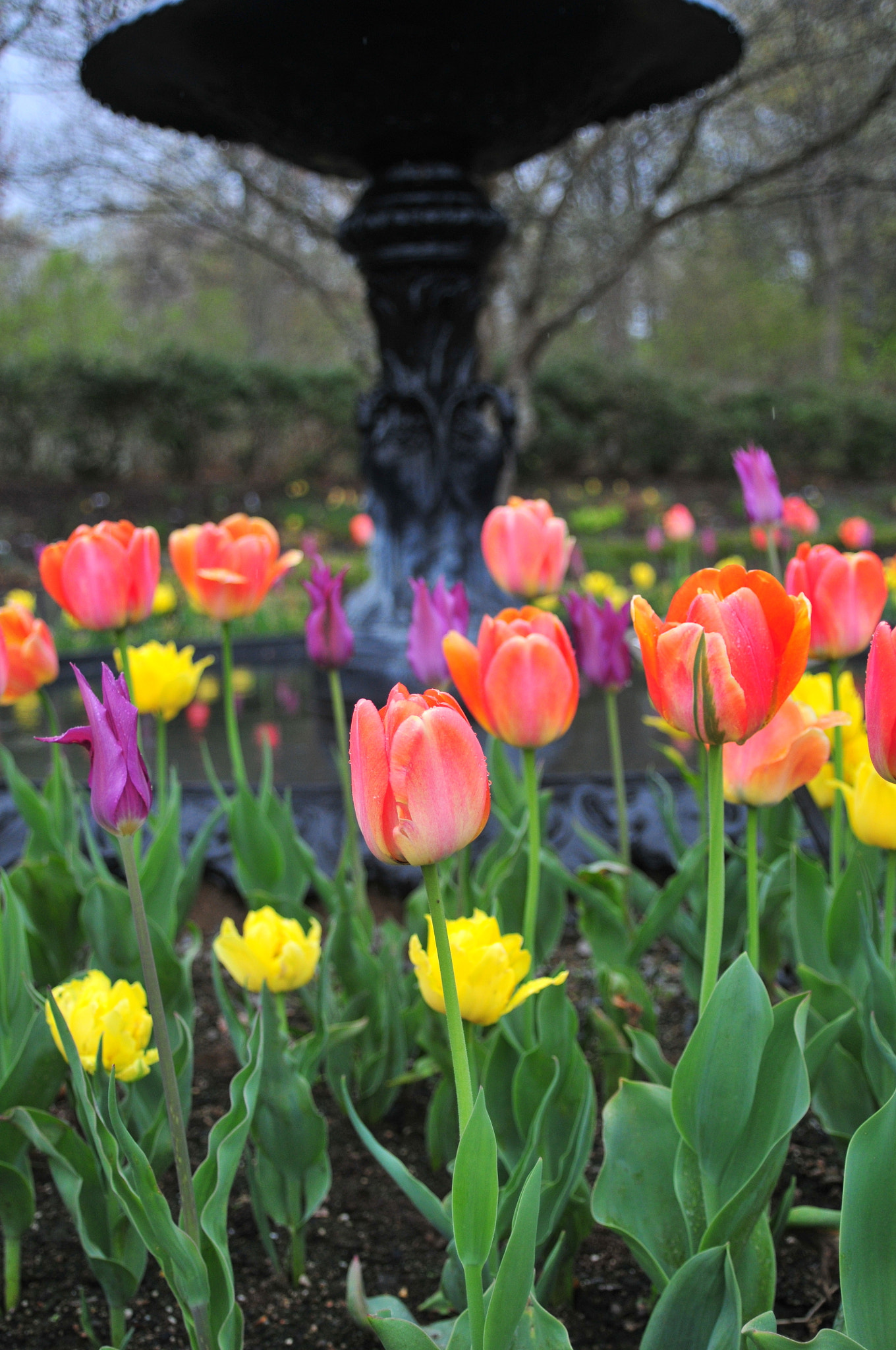 AF Zoom-Nikkor 28-105mm f/3.5-4.5D IF sample photo. Spring flowers photography