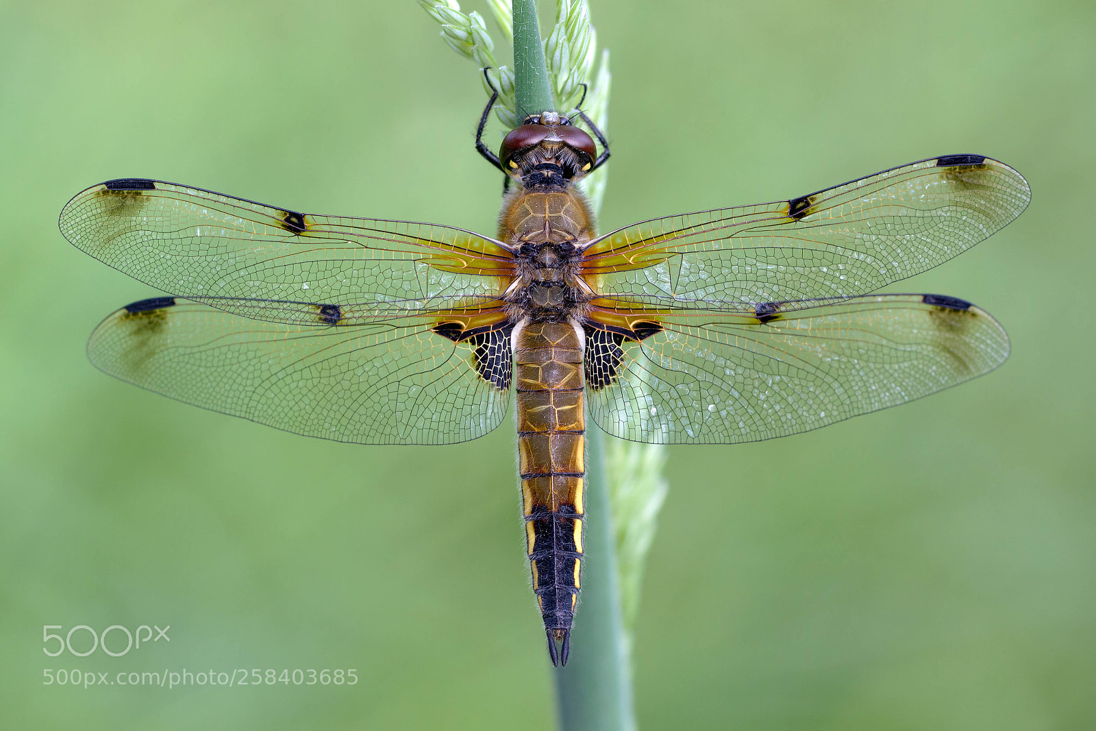Canon EOS 7D sample photo. Four-spotted chaser photography