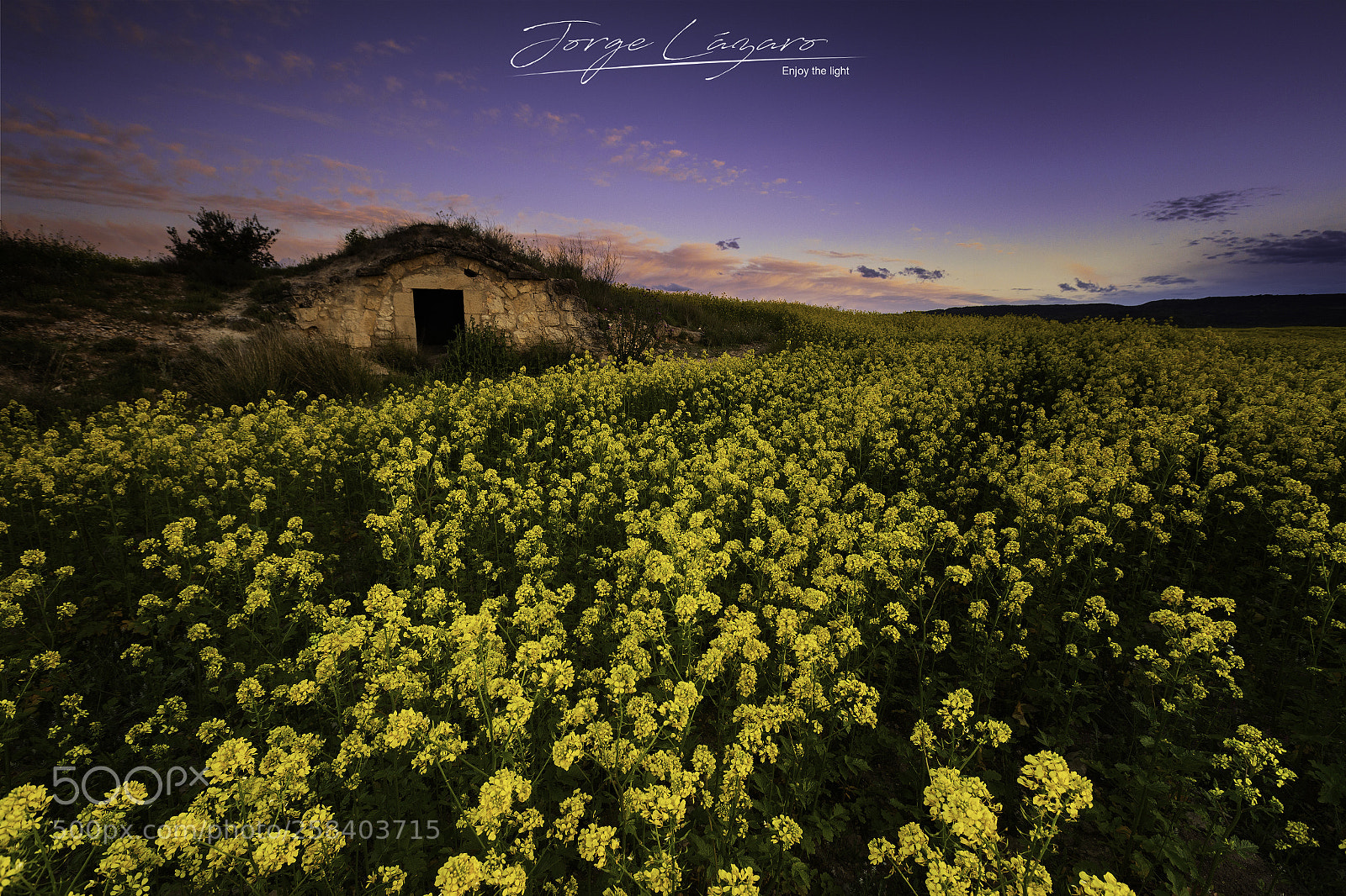 Canon EOS 6D sample photo. Alfombra dorada photography