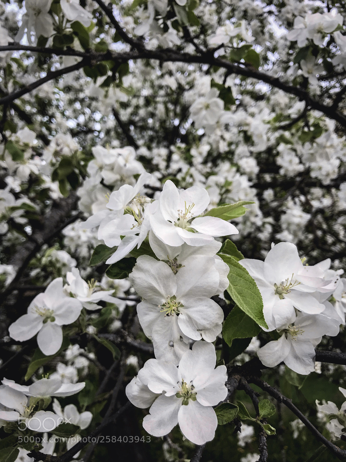 Apple iPhone 7 sample photo. Untitled photography