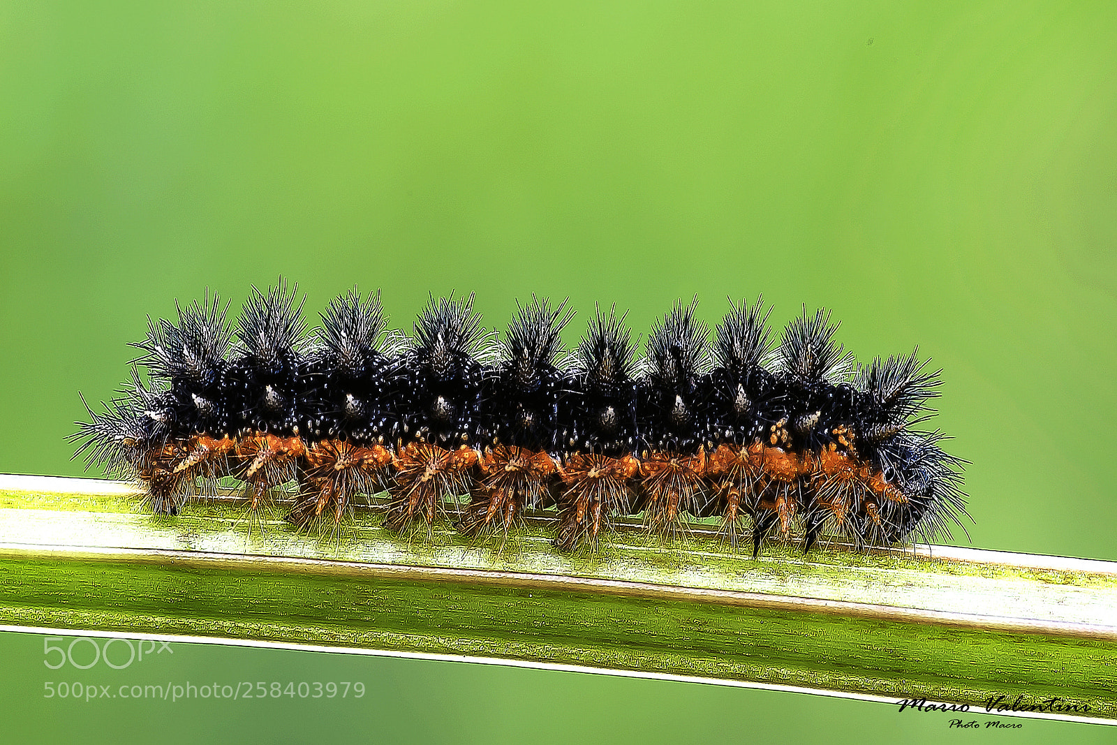 Nikon D750 sample photo. Butterfly melitaea (caterpillar) photography