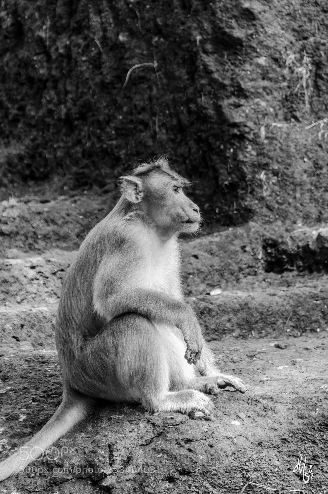 Nikon D7000 sample photo. Monkey photography