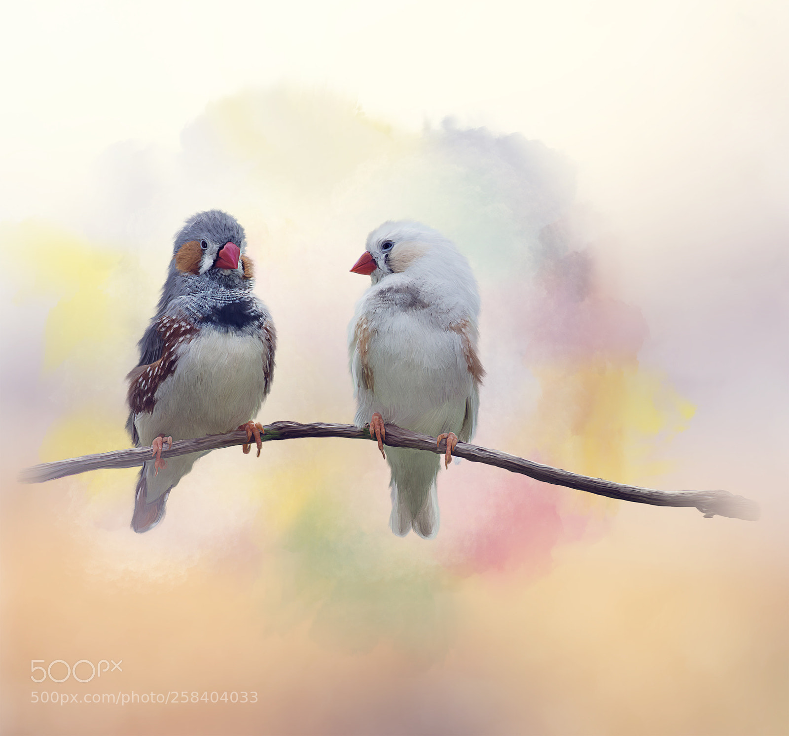 Nikon D800 sample photo. Pair of chestnut-eared finches photography