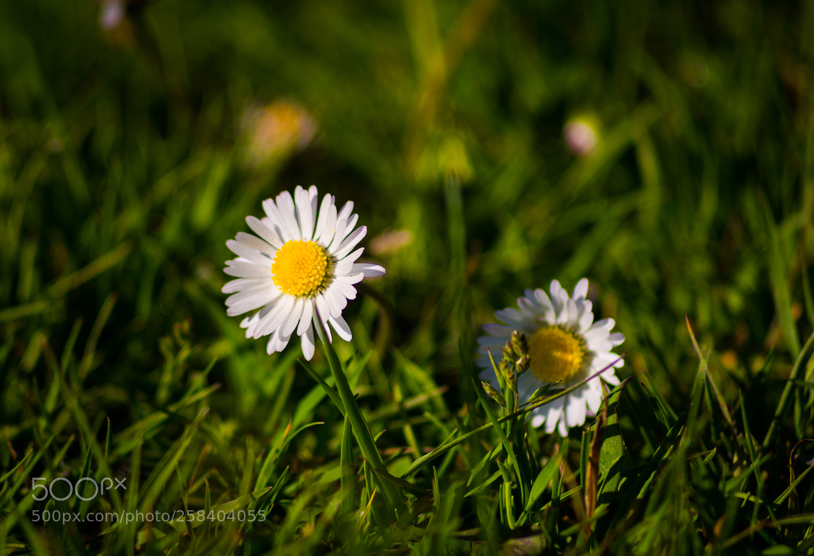 Nikon D5200 sample photo. Daisy photography