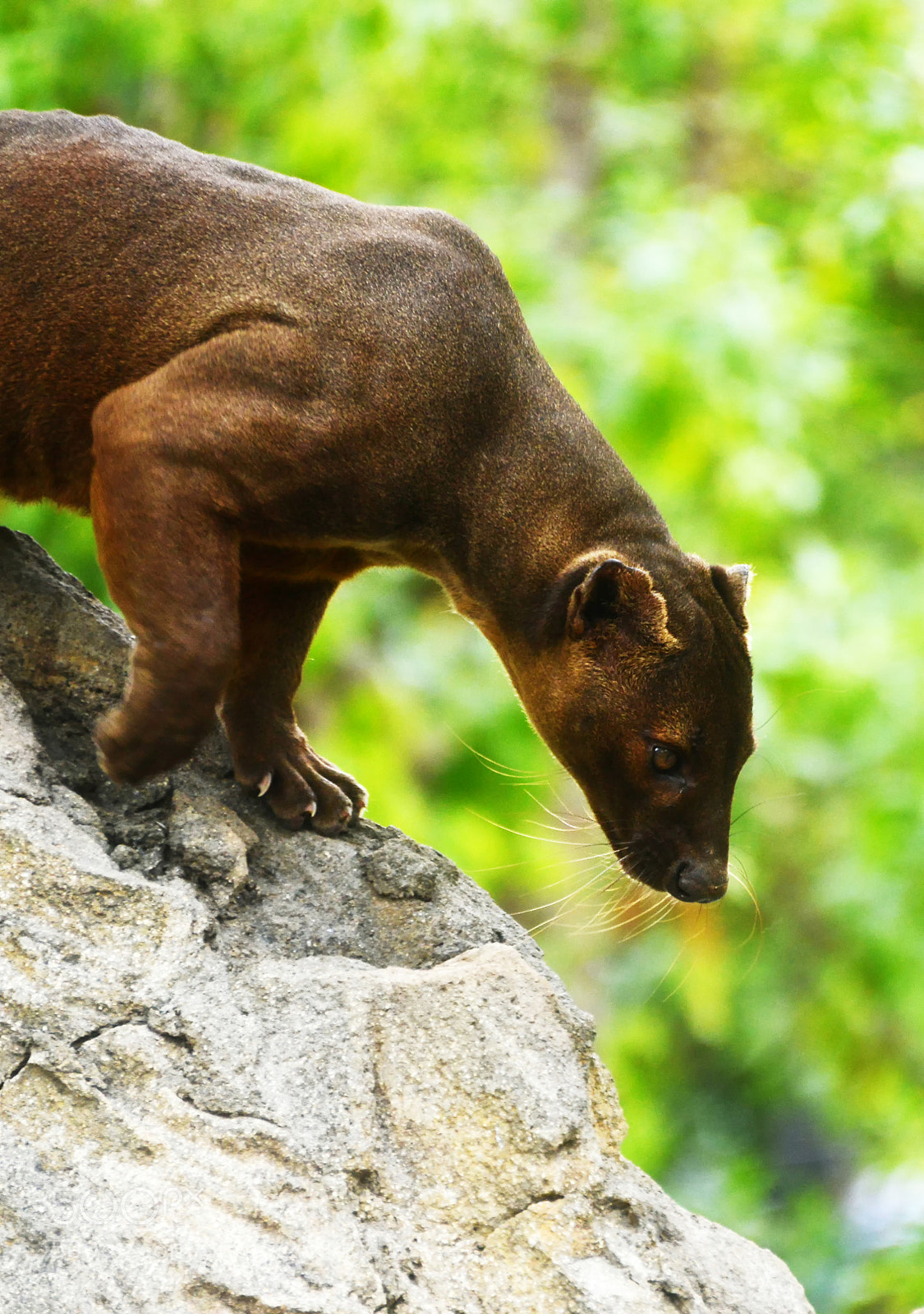 Nikon D800 sample photo. Fossa cryptoprocta ferox photography